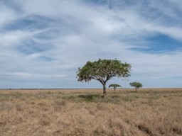 Serengeti