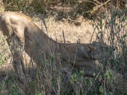 Serengeti