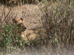 Serengeti