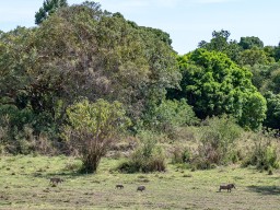 Serengeti