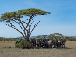 Serengeti