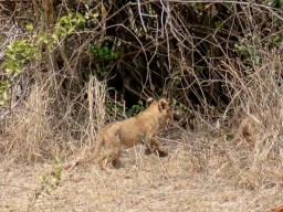 Serengeti