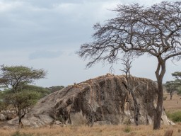 Serengeti