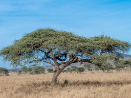 Serengeti