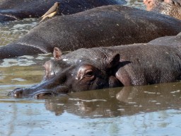 Serengeti