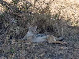 Serengeti