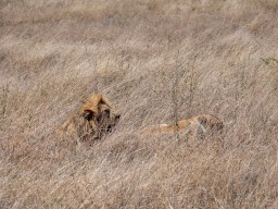 Serengeti