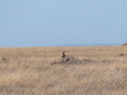 Serengeti