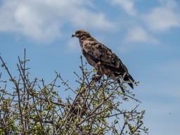 Serengeti